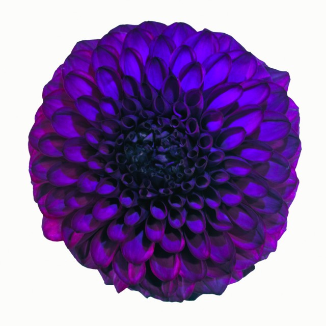 Ron Agam - Purple Dahlia