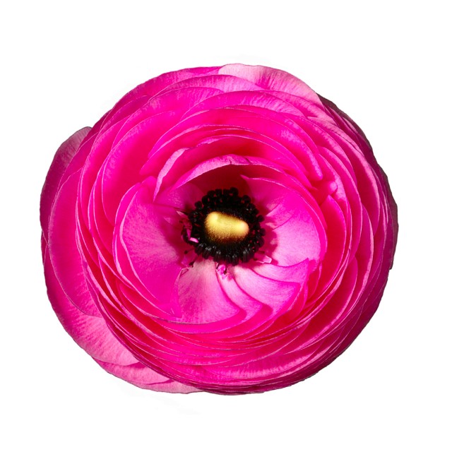 Ron Agam - Pink Ranunculus